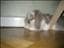 livia11