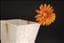 Formurlera